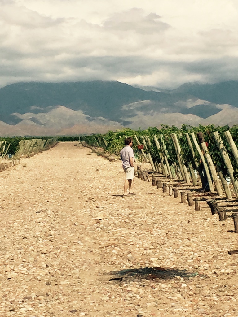 Eligio Wines vineyard in Mendoza, Argentina